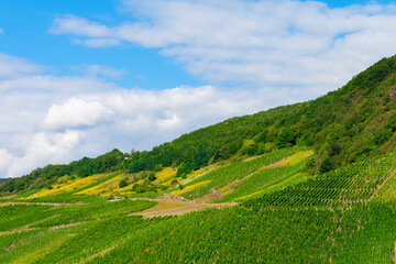 Beautiful green vineyard, autumn landscape before harvest