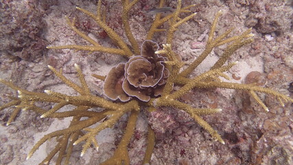 Beautiful coral found at coral reef area at Tioman island