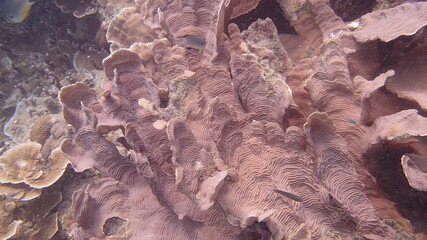 Beautiful coral found at coral reef area at Tioman island