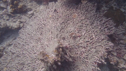 Naklejka na ściany i meble Beautiful coral found at coral reef area at Tioman island