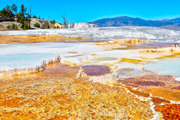 Canary Spring at Mammoth Hot Springs in Yellowstone National Park