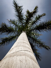 Beautiful natural background. Close-up bottom view of palm trunk tree and branches with blue sky. Vintage and faded matt style colour in tinted photo. Ideal for use in vertical design, wallpaper