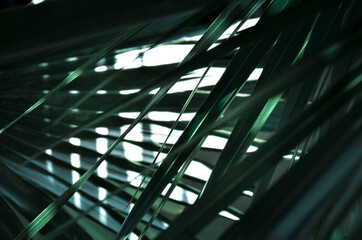 Tropical palm leaf design - natural abstract pattern in monochrome