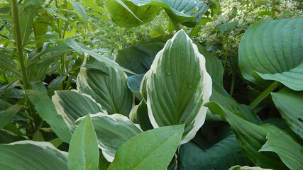 hosta leaves in a park among fern