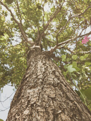 Beautiful natural background. Close-up bottom view of the tree trunk bark and branches. Vintage and faded matt style colour in tinted photo. Ideal for use in vertical design, wallpaper