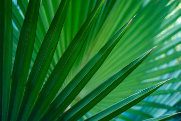 Tropical palm leaf design - natural abstract pattern