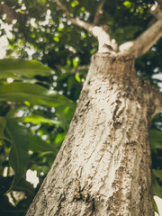 Beautiful natural background. Close-up bottom view of the tree trunk bark and branches. Vintage and faded matt style colour in tinted photo. Ideal for use in vertical design, wallpaper