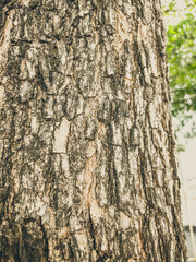 Beautiful natural background. Close-up bottom view of the tree trunk bark and branches. Vintage and faded matt style colour in tinted photo. Ideal for use in vertical design, wallpaper