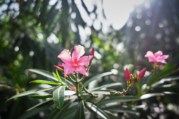 Oleander (Nerium Oleander Pink Joy')
