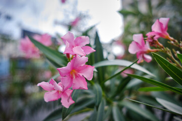 Oleander (Nerium Oleander Pink Joy')