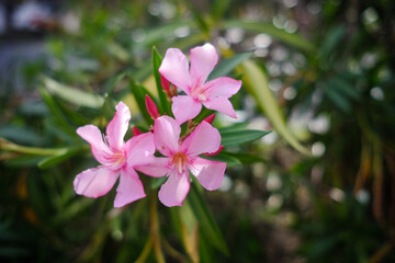 Oleander (Nerium Oleander Pink Joy')