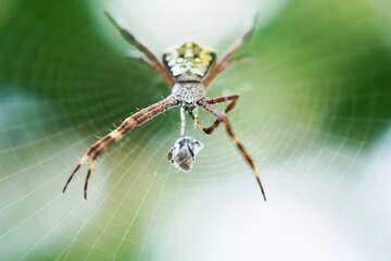 a spider perched on its web hunting a prey