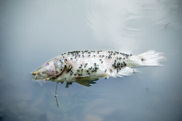 The fish has died for a long time now.