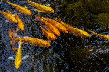 Group of beautiful golden carp swimming in an artificial pool,View from above