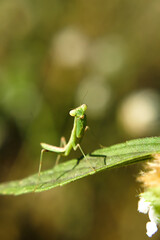 the green praying mantis face,   Mantis religiosa, perching on green leaf