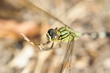 macrophotography of a dragonfly perching on a branch