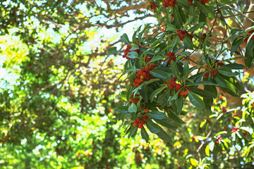 赤く色づくヤマモモの実と新緑の葉