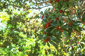 赤く色づくヤマモモの実と新緑の葉