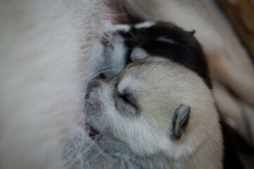 Husky puppies eating mother's milk