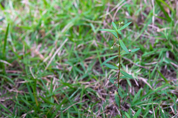 The flowers that have fallen, leaving only the flower stalk.