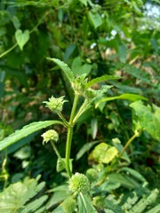 Bushmints (also called cluster bushmint, musky bushmint, musky mint) with a natural background. 