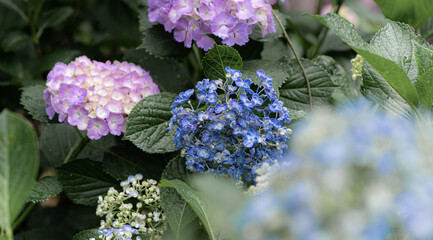 雨の花紫陽花　　青色
