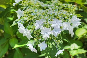 隅田の花火という額紫陽花