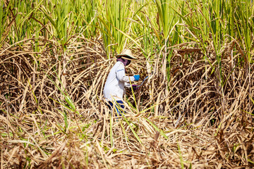 A middle-aged woman working hard to cut sugar cane.