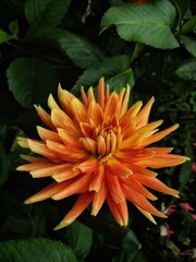 FLOWER IMAGES FOR MOBILE AND TABLET WALLPAPER