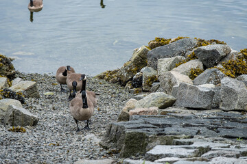 three Canada geese walking on a line stepping on the rocky shore line from the lake