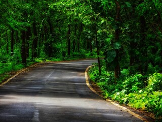 A ROAD CROSSING THROUGH FOREST