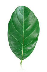 Obraz premium Ellipse green leaf shape.