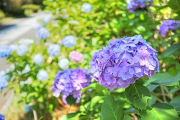 遊歩道に咲く紫色の紫陽花