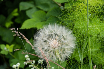 one big fluffy dandelion flower blooming in the garden in front of the green bushes
