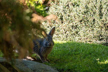 one cute grey rabbit staring at you behind bushes in the shade in the garden