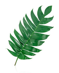 Fototapeta na wymiar green leaf isolated on white.