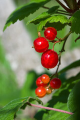 Bush with a sprig of redcurrant berries in the garden.