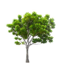 Fototapeta premium Beautiful green tree isolated on white.
