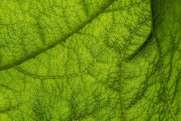 close up background texture of giant green leaves with dense vein on the surface