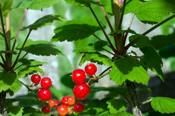 Bush with a sprig of redcurrant berries in the garden.
