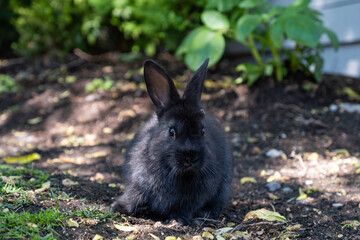 close up of a cute chubby black bunny sitting on the ground in front of fence under the shade
