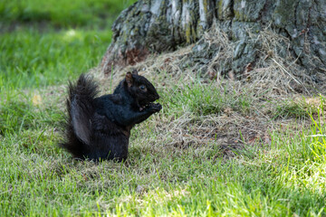 one cute black squirrel eating something on the grassy field near a tree in the park under the shade