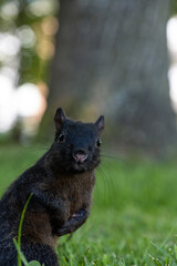 Naklejka na ściany i meble close up of an adorable black squirrel on the grass field staring at you