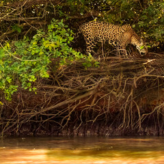 Fototapeta na wymiar Jaguar on the prowl
