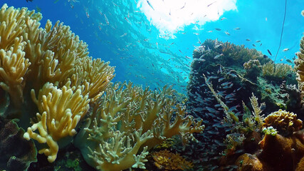 Fototapeta na wymiar Underwater Colorful Tropical Fishes. wonderful and beautiful underwater colorful fishes and corals in the tropical reef. Panglao, Bohol, Philippines.