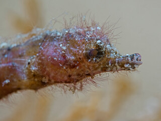 Pygmy Pipehorse, Zwerfg-Nadelpferdchen (Acentronura breviperula)