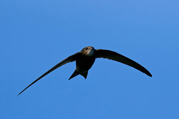 Common swift (Apus apus)