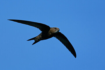 Common swift (Apus apus)