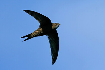 Common swift (Apus apus)