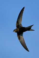 Common swift (Apus apus)